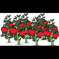 https://pixabay.com/es/tomate-jard%C3%ADn-vid-plantas-rojo-308855/