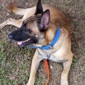 SINAPROC, perro salvavidas SINAPROC, perro salvavidas