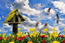 aves