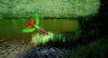 https://pixabay.com/es/ave-arara-aves-tropicales-rio-1039064/
