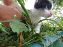 Gato