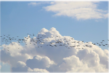 aves-migratorias