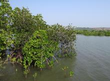 manglar