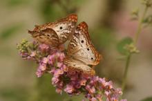 mariposas y flores