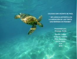 tortuga en el océano